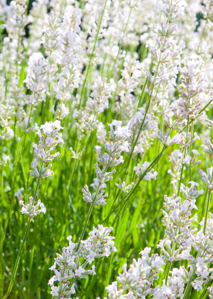 Lavandula x intermedia 'Edelweiss'