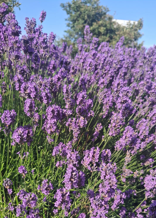 Lavandula angustifolia 'Hidcote'