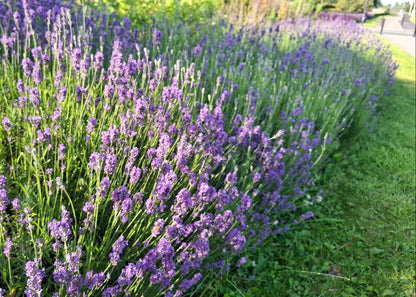 Lavandula angustifolia 'Hidcote'