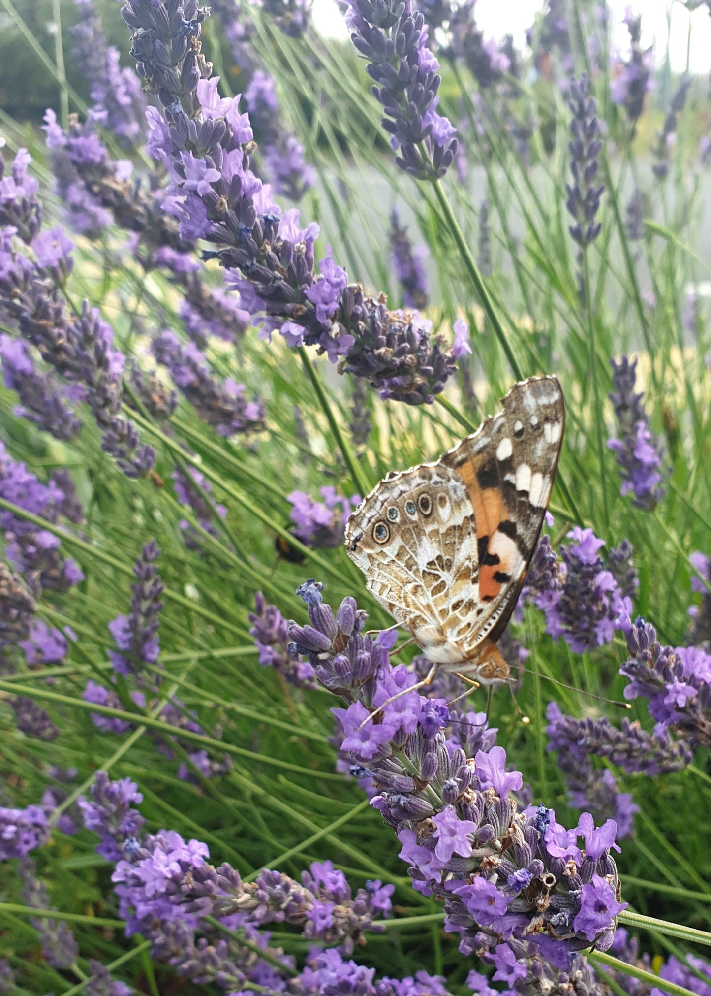 Lavandula x intermedia 'Phenomenal'