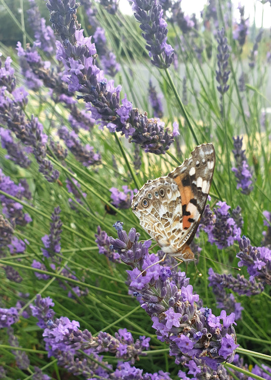Lavandula x intermedia 'Phenomenal'