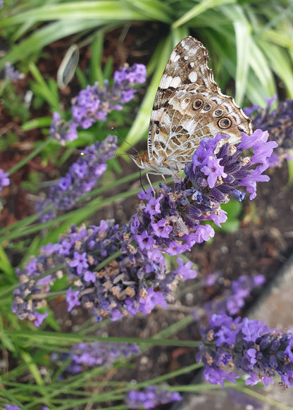 Lavandula x intermedia 'Phenomenal'