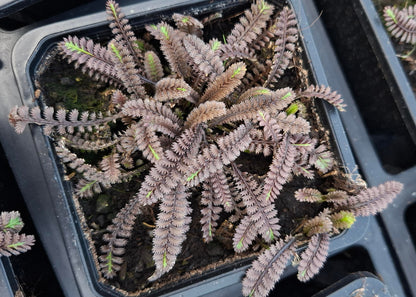 Leptinella squalida 'Platt's Black'