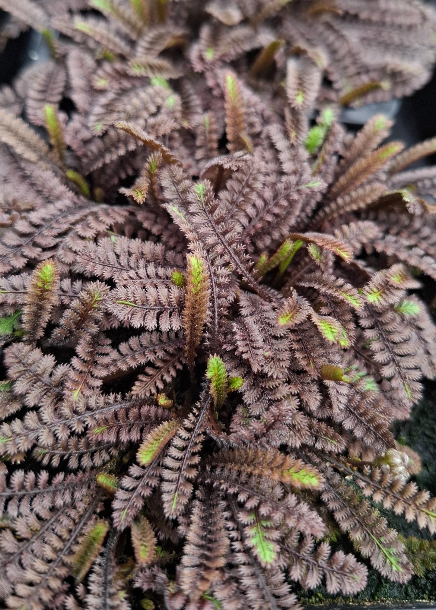 Leptinella squalida 'Platt's Black'