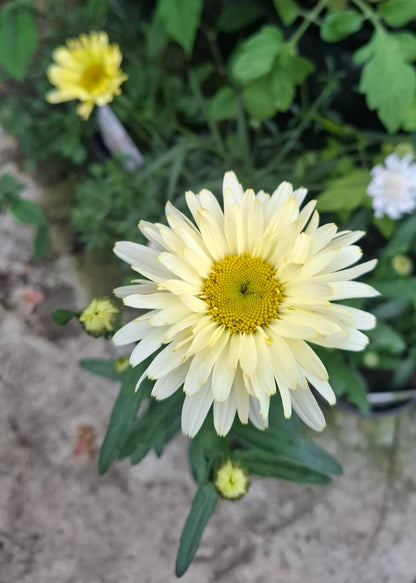 Leucanthemum x superbum 'Banana Cream'