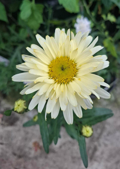 Leucanthemum x superbum 'Banana Cream'