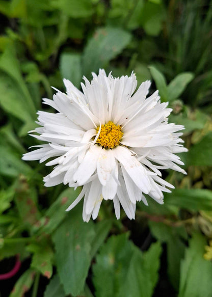 Leucanthemum x superbum 'Crazy Daisy'