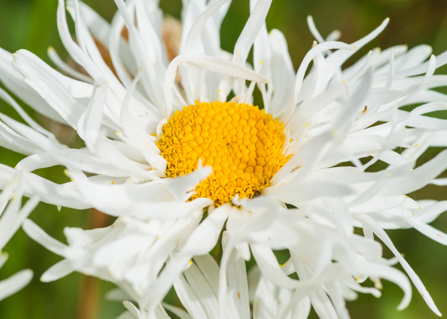Leucanthemum x superbum 'Crazy Daisy'