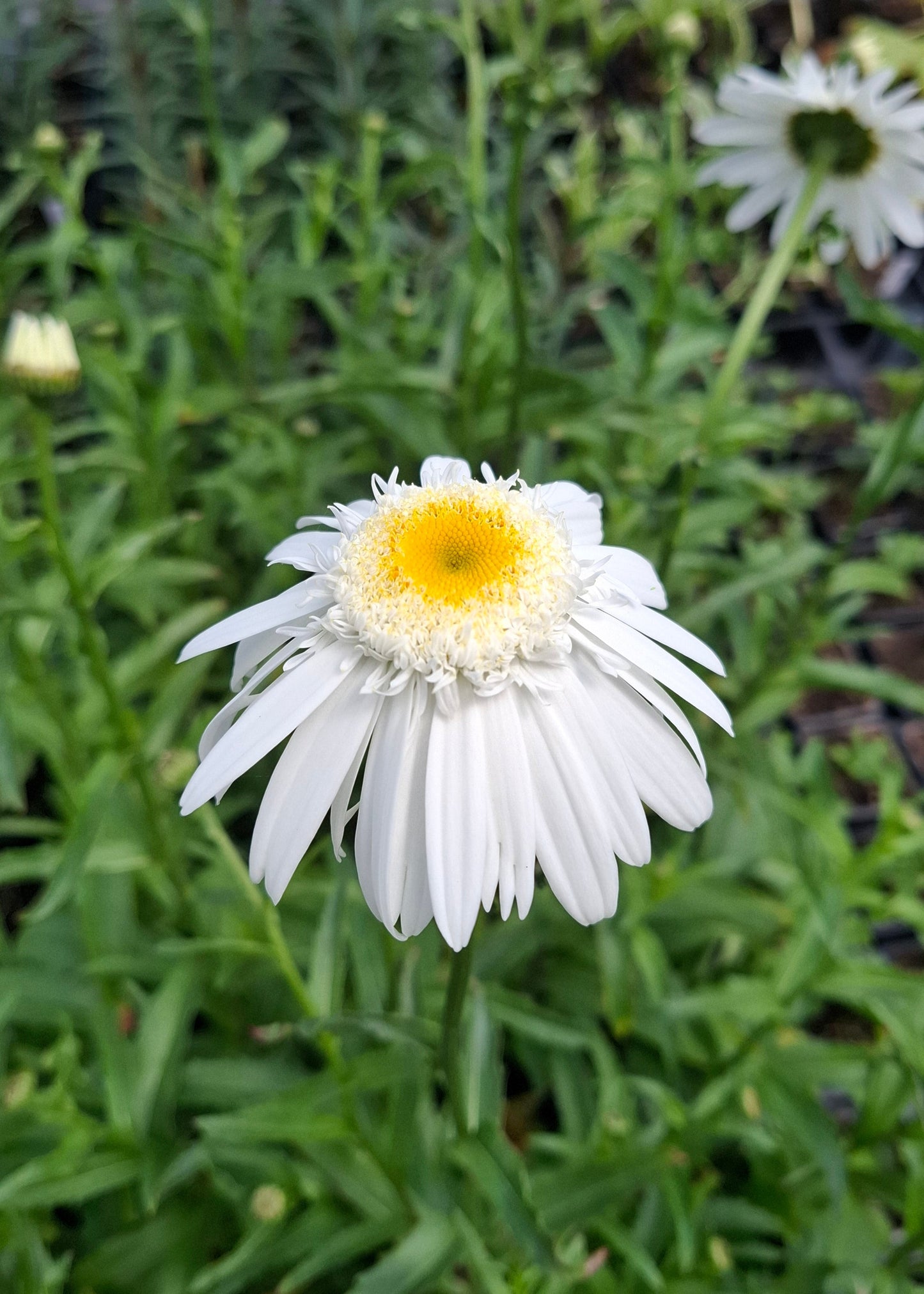 Leucanthemum x superbum 'Wirral Supreme'