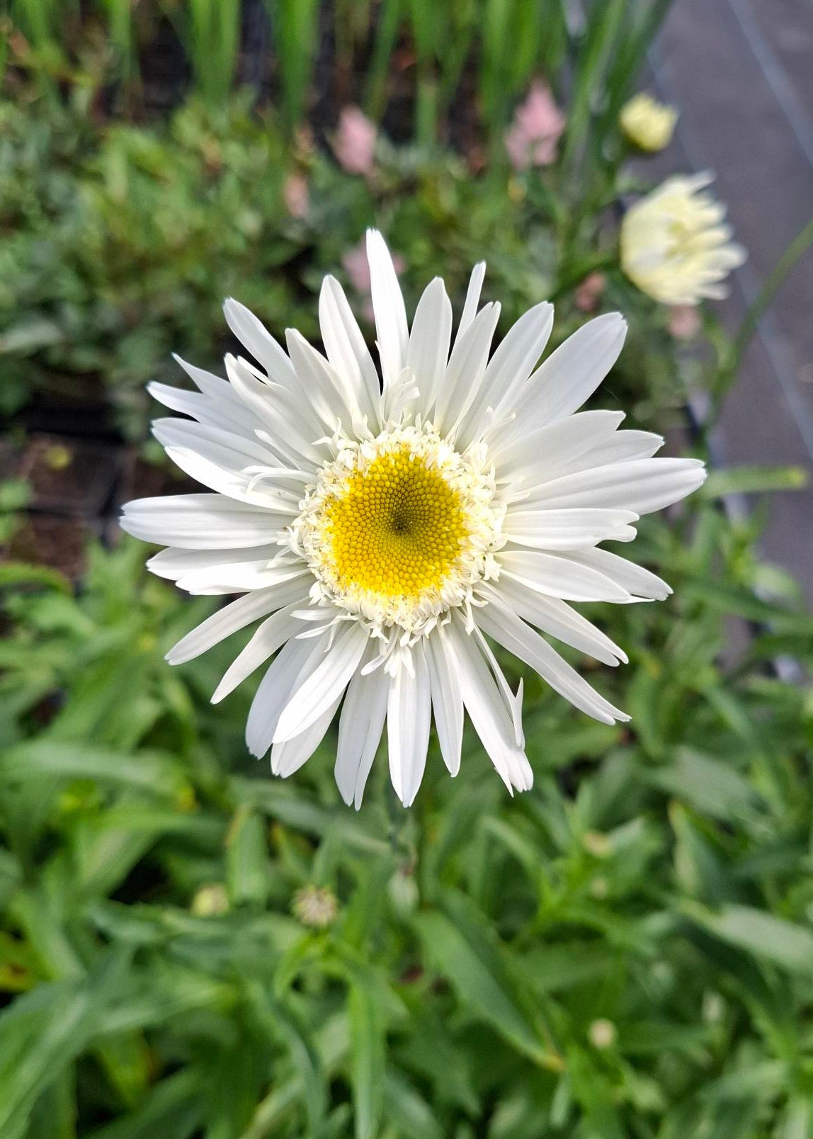Leucanthemum x superbum 'Wirral Supreme'
