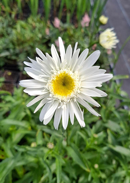 Leucanthemum x superbum 'Wirral Supreme'