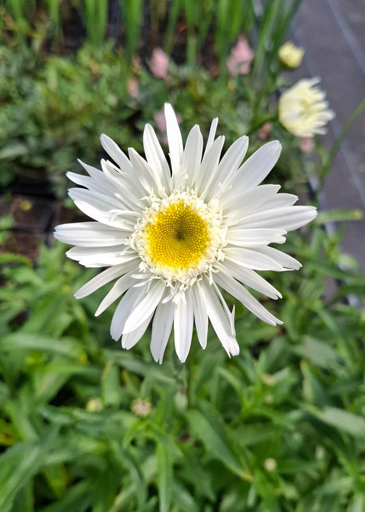 Leucanthemum x superbum 'Wirral Supreme'