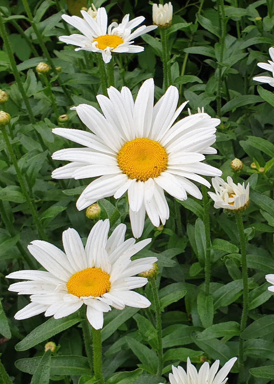 Leucanthemum maximum