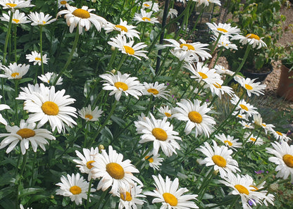 Leucanthemum maximum