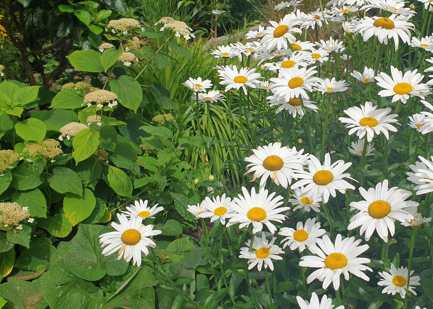 Leucanthemum maximum