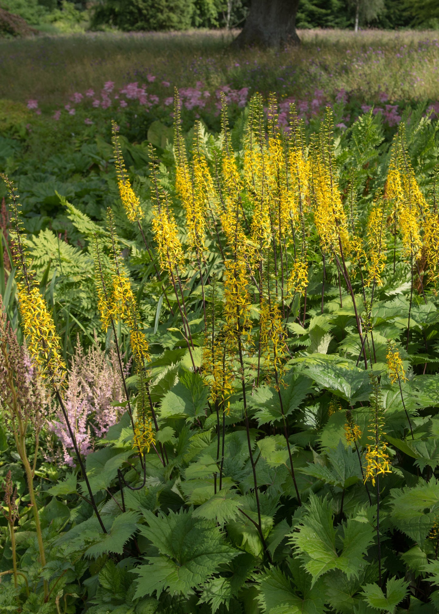 Ligularia 'The Rocket'
