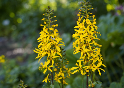 Ligularia 'The Rocket'