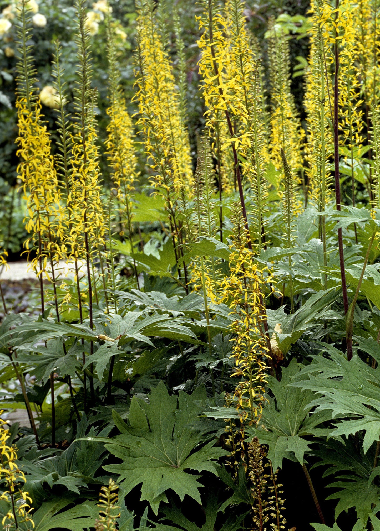 Ligularia 'The Rocket'