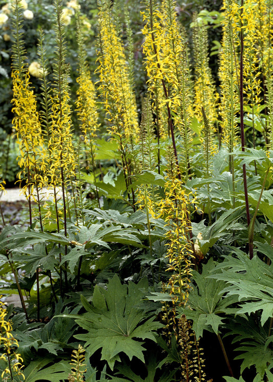 Ligularia 'The Rocket'