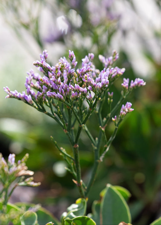 Limonium platyphyllum 'The Butler'
