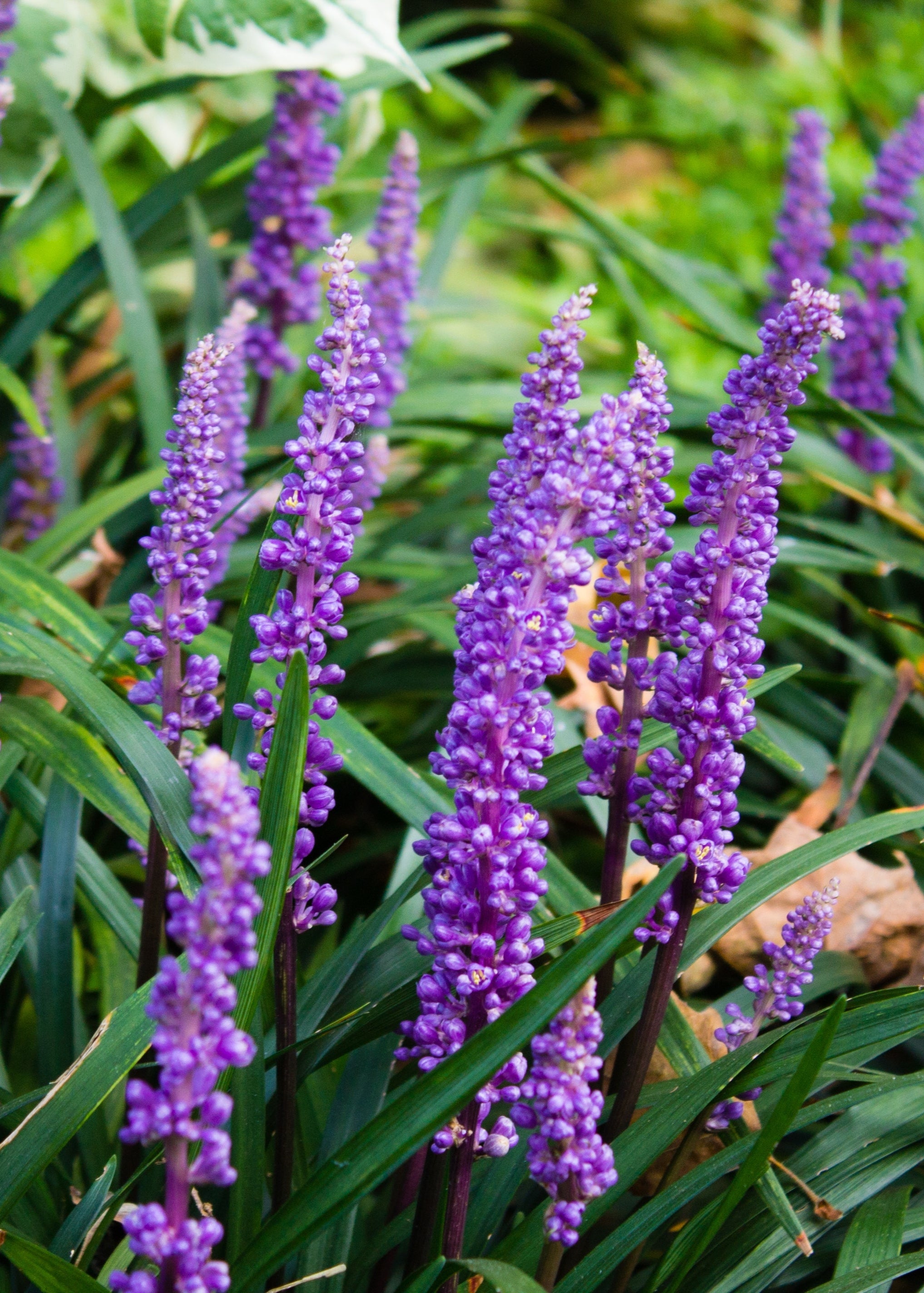 Liriope muscari 'Big Blue' – Smarty Plants Nursery