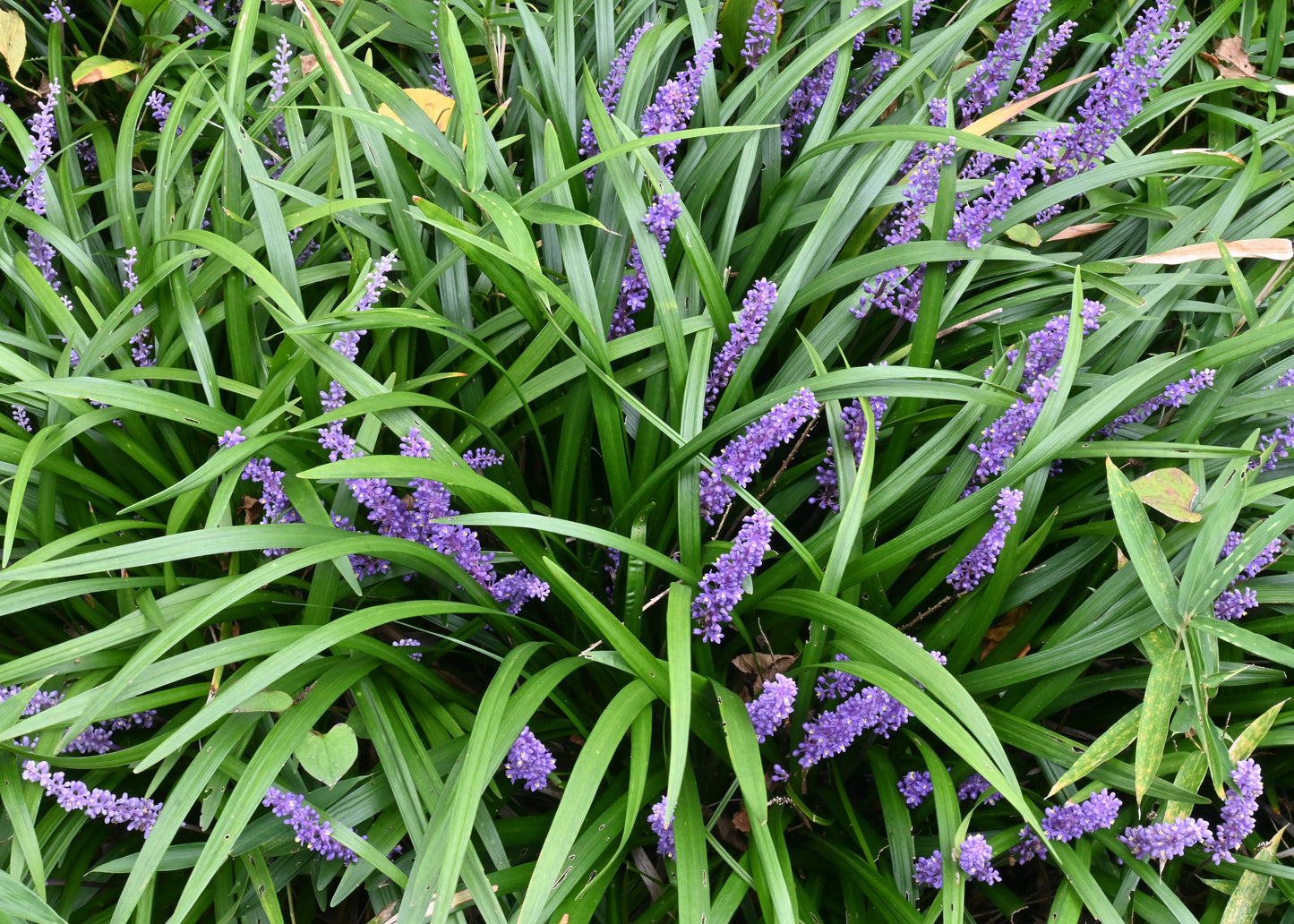 Liriope muscari 'Big Blue'