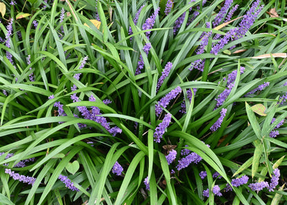 Liriope muscari 'Big Blue'