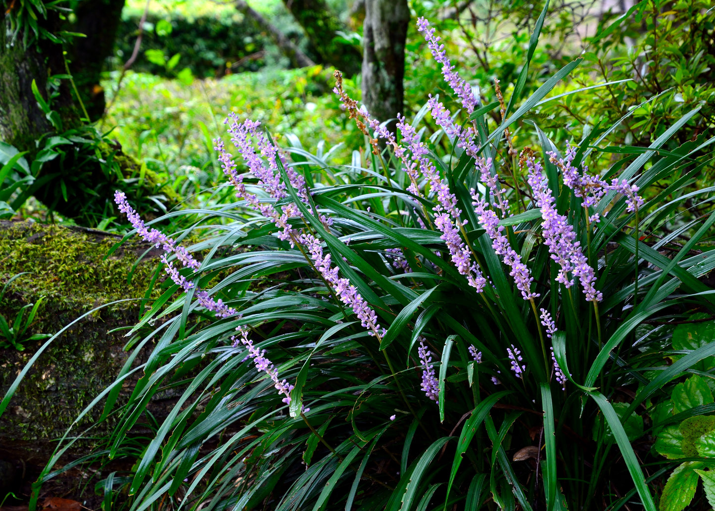 Liriope muscari 'Big Blue'
