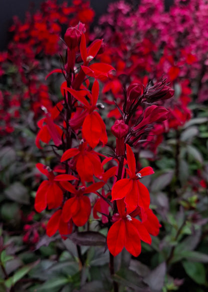 Lobelia speciosa 'Starship Scarlet'