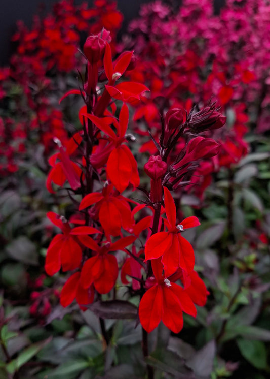 Lobelia speciosa 'Starship Scarlet'
