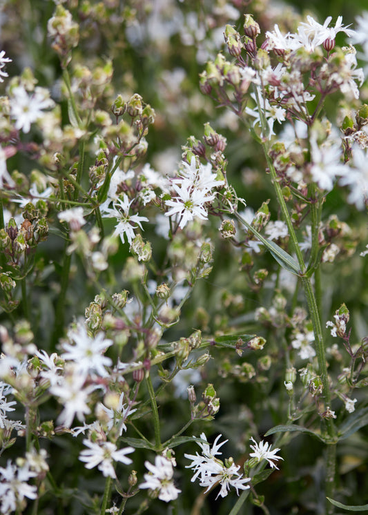 Lychnis flos-cuculi 'White Robin'