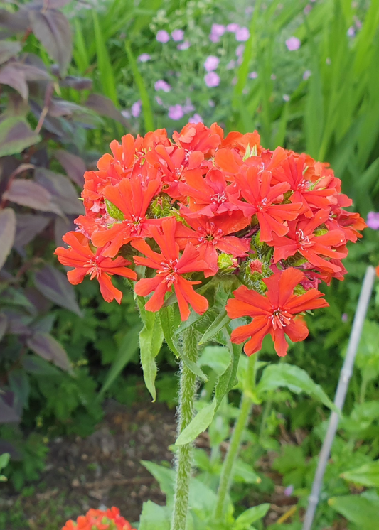 Lychnis chalcedonica (syn. Silene chalcedonica)