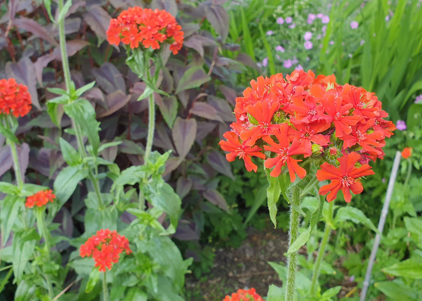 Lychnis chalcedonica (syn. Silene chalcedonica)