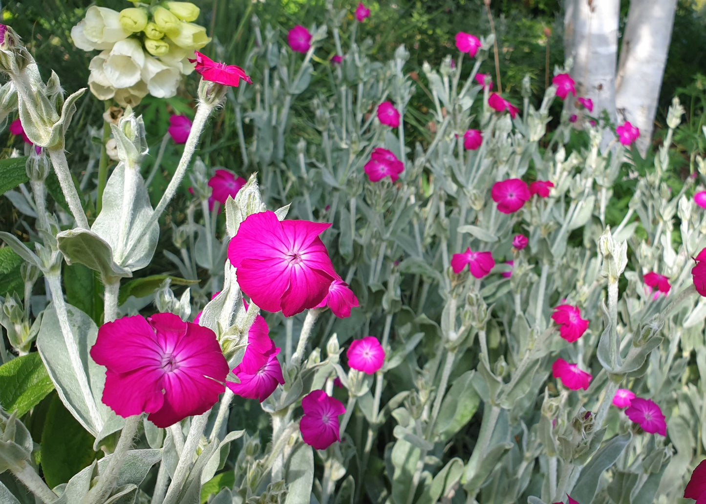 Lychnis coronaria / Rose Campion