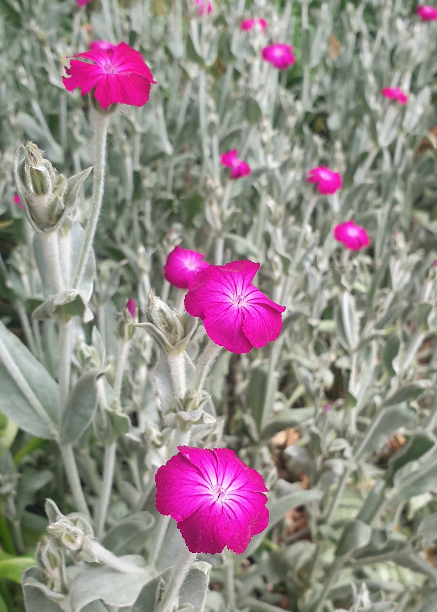 Lychnis coronaria / Rose Campion