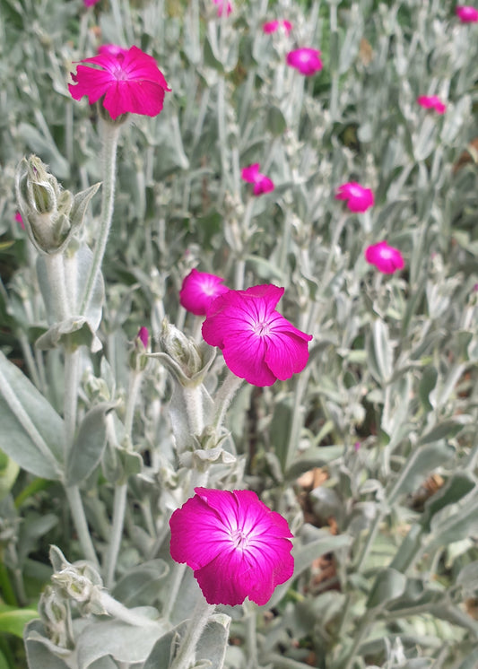 Lychnis coronaria / Rose Campion