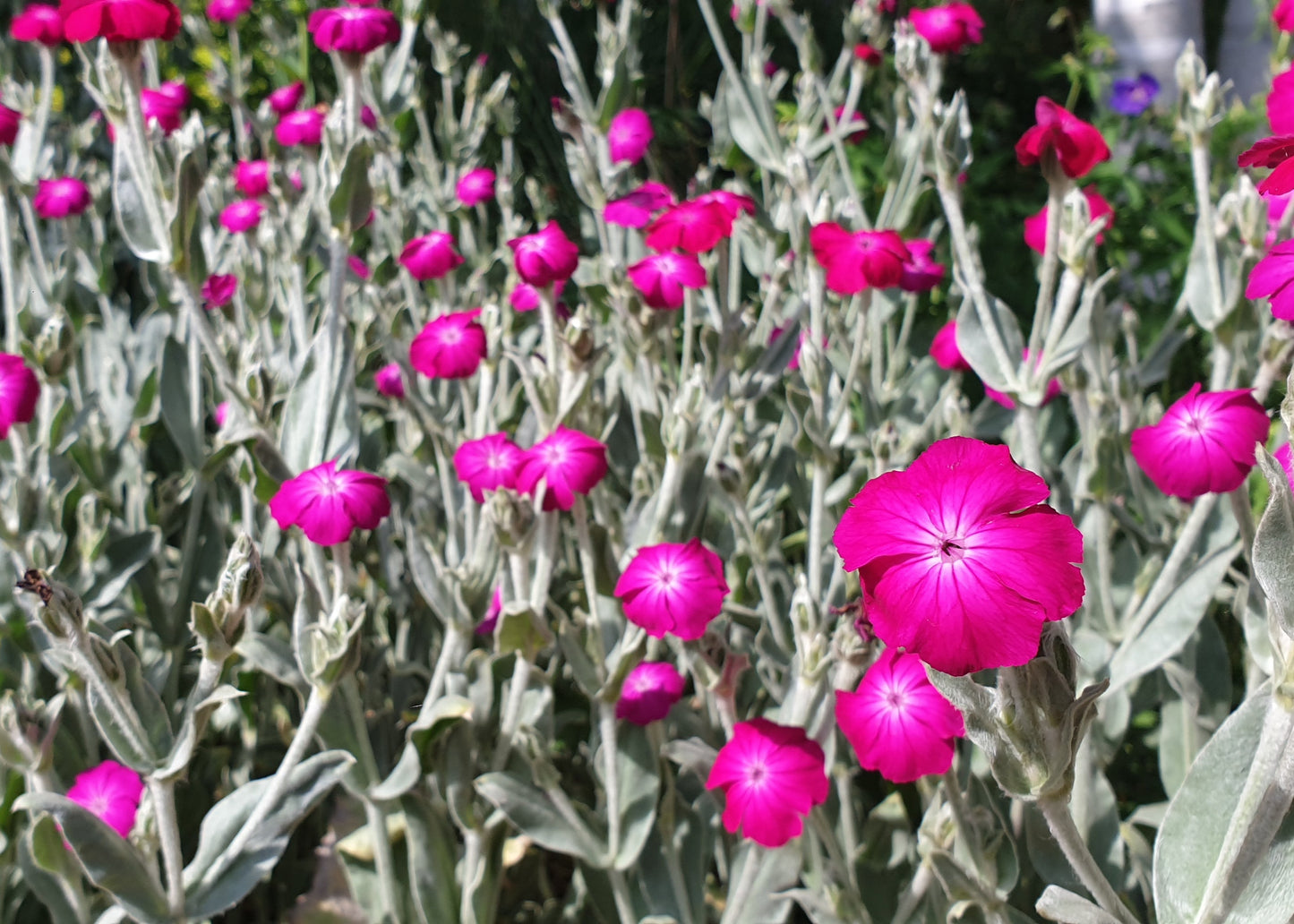Lychnis coronaria / Rose Campion