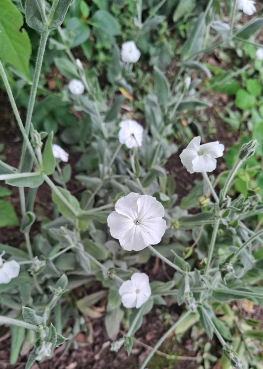 Lychnis coronaria 'Alba'