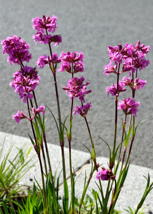 Lychnis viscaria 'Splendens'