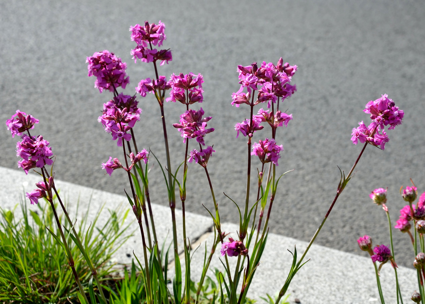 Lychnis viscaria 'Splendens'
