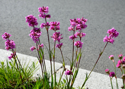 Lychnis viscaria 'Splendens'