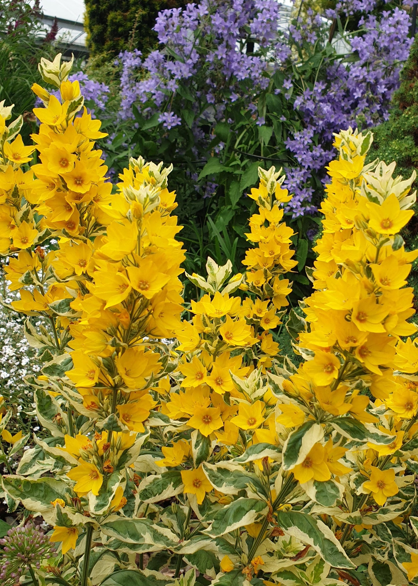Lysimachia punctata 'Alexander'