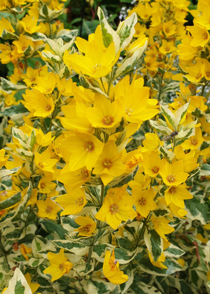 Lysimachia punctata 'Alexander'
