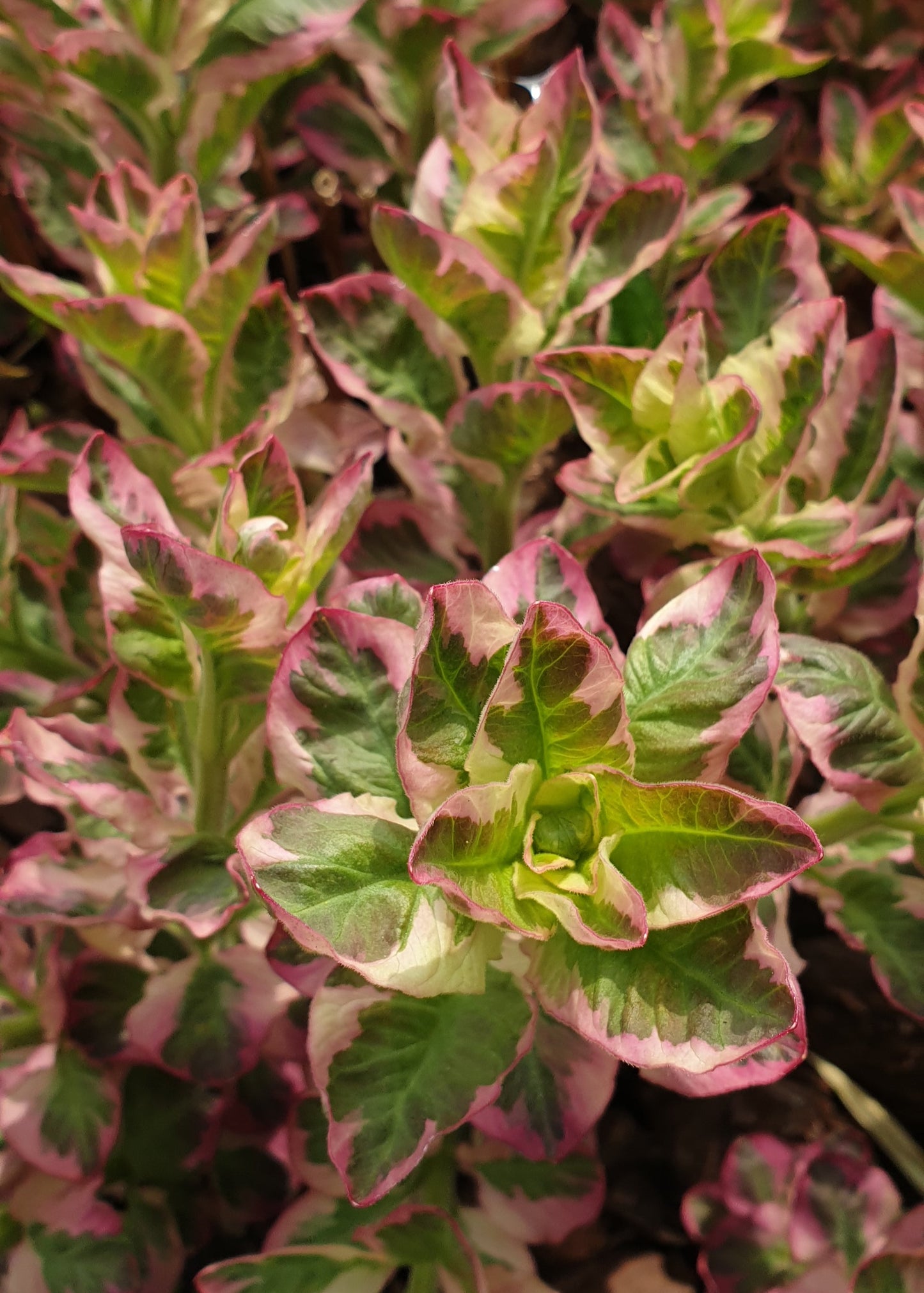 Lysimachia punctata 'Alexander'