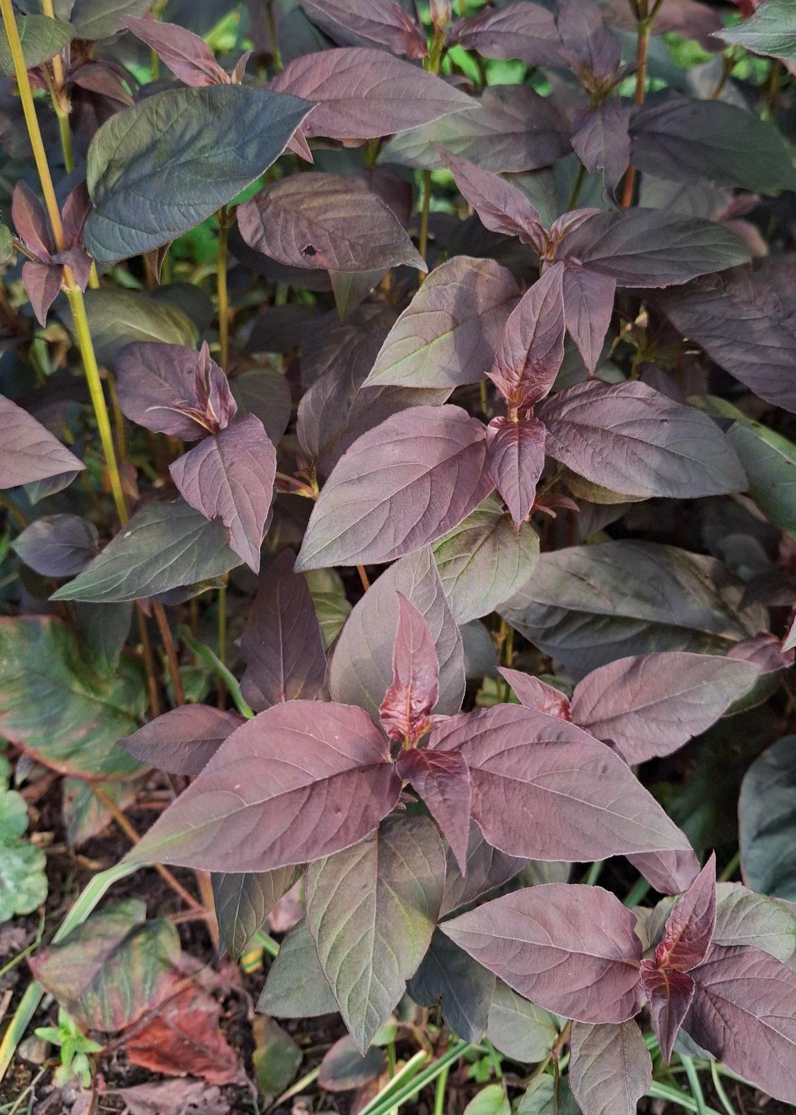 Lysimachia ciliata 'Firecracker'