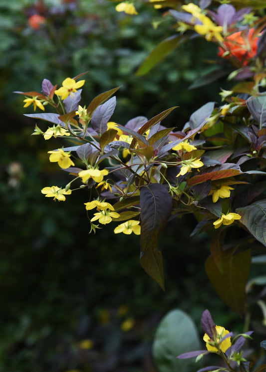Lysimachia ciliata 'Firecracker'