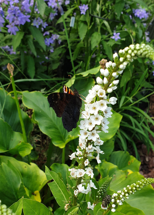 Lysimachia 'Snow Candles'