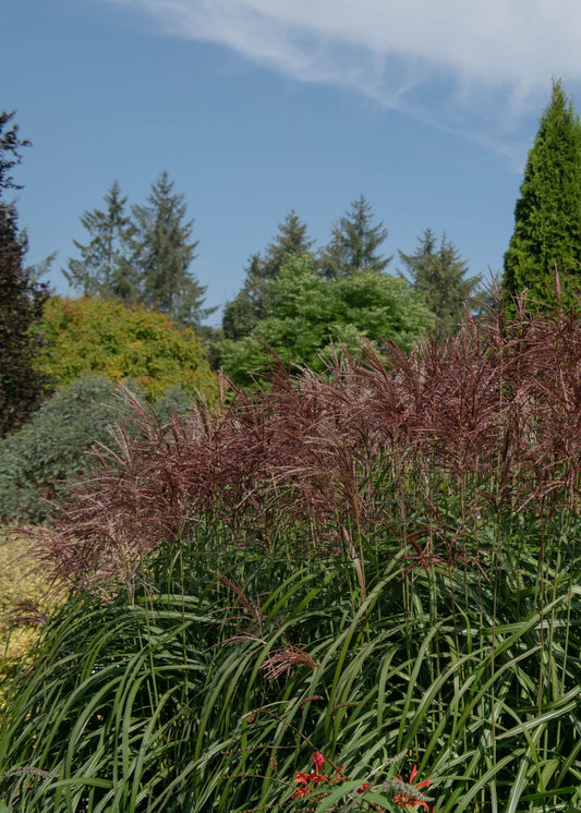 Miscanthus sinensis 'Serengeti'