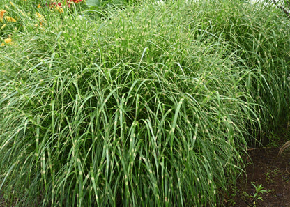 Miscanthus sinensis 'Zebrinus'