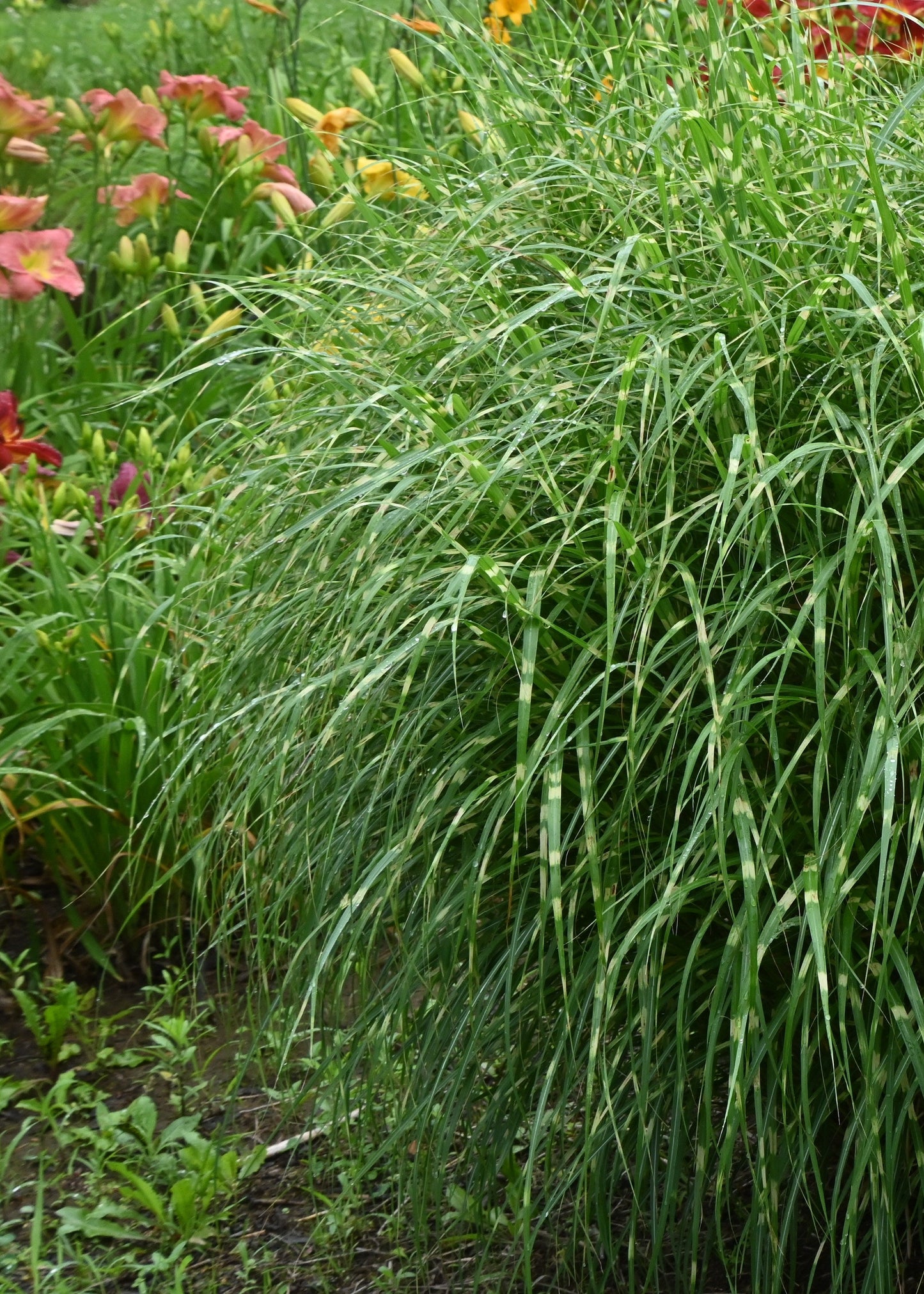 Miscanthus sinensis 'Zebrinus'